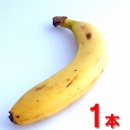 野菜/果物　フィリピン・ネグロス島産農薬不使用バナナ　1本